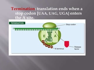 Termination: translation ends when a 
stop codon [UAA, UAG, UGA] enters 
the A site. 
 