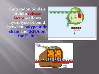 Stop codon binds a 
protein release 
factor—allows 
hydrolysis of bond 
between polypeptide 
chain and tRNA on 
the P site. 
 