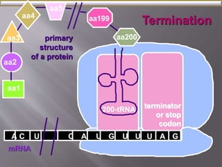 aa2 
aa1 
A C A U G U 
mRNA 
U 
primary 
structure 
of a protein 
aa3 
200-tRNA 
aa4 
Termination 
U A G 
aa5 
C U 
aa200 
aa199 
terminator 
or stop 
codon 
 