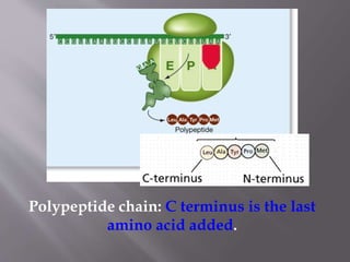 Polypeptide chain: C terminus is the last 
amino acid added. 
 