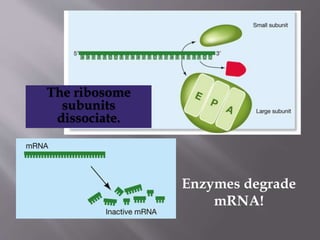 Enzymes degrade 
mRNA! 
The ribosome 
subunits 
dissociate. 
 