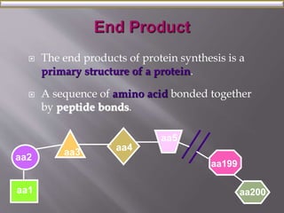  The end products of protein synthesis is a 
primary structure of a protein. 
 A sequence of amino acid bonded together 
by peptide bonds. 
aa2 
aa1 
aa3 
aa4 
aa5 
aa200 
aa199 
 