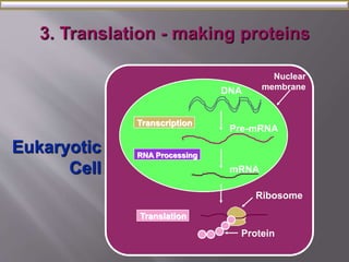 Nuclear 
membrane 
Transcription 
RNA Processing 
Translation 
DNA 
Pre-mRNA 
mRNA 
Ribosome 
Protein 
Eukaryotic 
Cell 
 