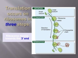 Ribosome moves 
towards the 3’ end 
 