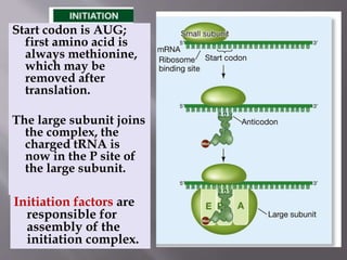 Start codon is AUG; 
first amino acid is 
always methionine, 
which may be 
removed after 
translation. 
The large subunit joins 
the complex, the 
charged tRNA is 
now in the P site of 
the large subunit. 
Initiation factors are 
responsible for 
assembly of the 
initiation complex. 
 