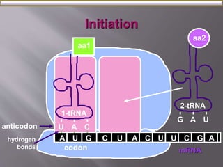 aa2 
2-tRNA 
G 
A U 
aa1 
A U G C U A C U U C G 
mRNA 
A 
1-tRNA 
U A C 
anticodon 
hydrogen 
bonds codon 
 