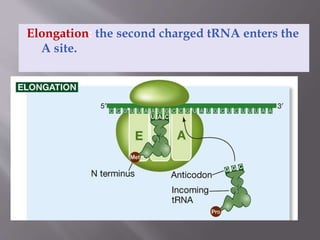 Elongation: the second charged tRNA enters the 
A site. 
 