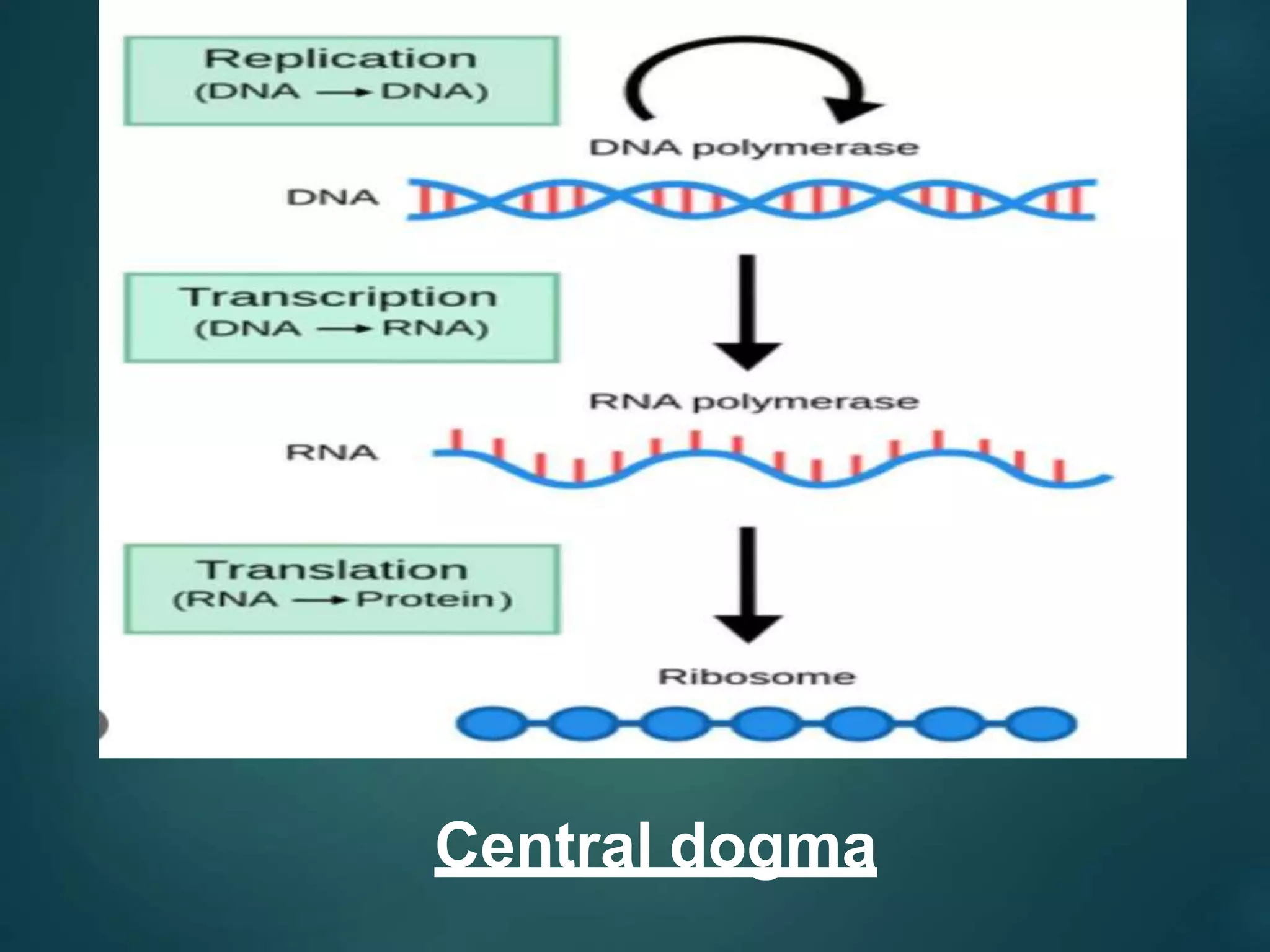 translation process.pptx