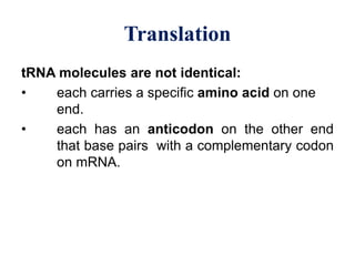 Translation Base Images TRANSLATION (Protein synthesis) presentation.pdf