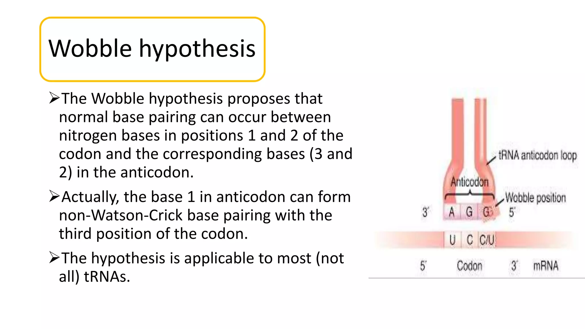 Translation (protein synthesis) presentation | PPTX