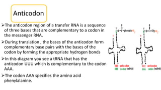 Anticodon
The anticodon region of a transfer RNA is a sequence
of three bases that are complementary to a codon in
the messenger RNA.
During translation , the bases of the anticodon form
complementary base pairs with the bases of the
codon by forming the appropriate hydrogen bonds
In this diagram you see a tRNA that has the
anticodon UUU which is complementary to the codon
AAA.
The codon AAA specifies the amino acid
phenylalanine.
 