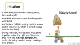 Initiation
• A ribosome (which comes in two pieces,
large and small)
• An mRNA with instructions for the protein
we'll build
• An "initiator" tRNA carrying the first amino
acid in the protein, which is almost always
methionine (Met)
• During initiation, these pieces must come
together in just the right way. Together,
they form the initiation complex, the
molecular setup needed to start making a
new protein.
 