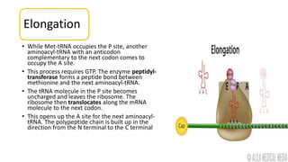 Elongation
• While Met-tRNA occupies the P site, another
aminoacyl-tRNA with an anticodon
complementary to the next codon comes to
occupy the A site.
• This process requires GTP. The enzyme peptidyl-
transferase forms a peptide bond between
methionine and the next aminoacyl-tRNA.
• The tRNA molecule in the P site becomes
uncharged and leaves the ribosome. The
ribosome then translocates along the mRNA
molecule to the next codon.
• This opens up the A site for the next aminoacyl-
tRNA. The polypeptide chain is built up in the
direction from the N terminal to the C terminal
 