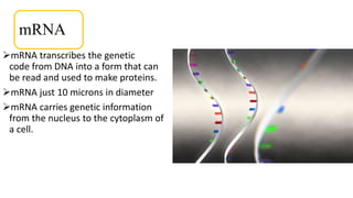 mRNA
mRNA transcribes the genetic
code from DNA into a form that can
be read and used to make proteins.
mRNA just 10 microns in diameter
mRNA carries genetic information
from the nucleus to the cytoplasm of
a cell.
 