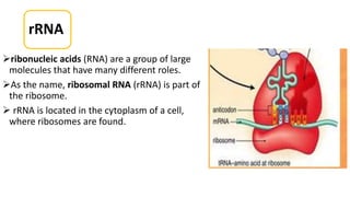 rRNA
ribonucleic acids (RNA) are a group of large
molecules that have many different roles.
As the name, ribosomal RNA (rRNA) is part of
the ribosome.
 rRNA is located in the cytoplasm of a cell,
where ribosomes are found.
 