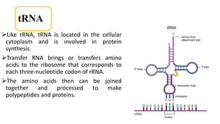 tRNA
Like rRNA, tRNA is located in the cellular
cytoplasm and is involved in protein
synthesis.
Transfer RNA brings or transfers amino
acids to the ribosome that corresponds to
each three-nucleotide codon of rRNA.
The amino acids then can be joined
together and processed to make
polypeptides and proteins.
 