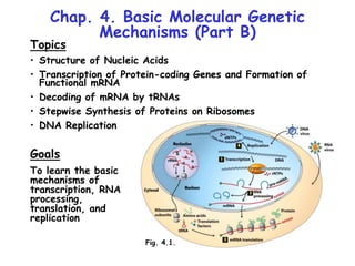 Chap. 4. Basic Molecular Genetic
Mechanisms (Part B)
Topics
• Structure of Nucleic Acids
• Transcription of Protein-coding Genes and Formation of
Functional mRNA
• Decoding of mRNA by tRNAs
• Stepwise Synthesis of Proteins on Ribosomes
• DNA Replication
Goals
To learn the basic
mechanisms of
transcription, RNA
processing,
translation, and
replication
Fig. 4.1.
 