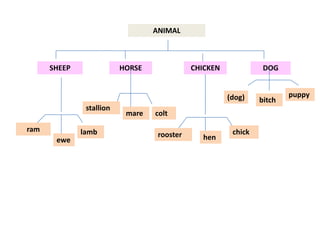ANIMAL
SHEEP HORSE CHICKEN DOG
ram
ewe
lamb
stallion
mare colt
rooster hen
chick
(dog) bitch
puppy
 