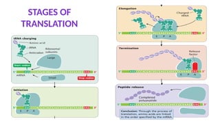 TRANSLATON: CODONS, ANTICODONS, STRUCTURE OF RNA AND RIBOSOME, STAGES ...