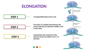 Translocation Steps TRANSLATON: CODONS, ANTICODONS, STRUCTURE OF RNA AND RIBOSOME, STAGES ...