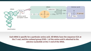 TRANSLATON: CODONS, ANTICODONS, STRUCTURE OF RNA AND RIBOSOME, STAGES ...