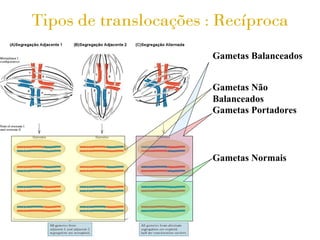 Tipos de translocações : Recíproca
                       Gametas Balanceados


                       Gametas Não
                       Balanceados
                       Gametas Portadores



                       Gametas Normais
 