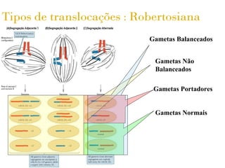 Tipos de translocações : Robertosiana
                           Gametas Balanceados


                            Gametas Não
                            Balanceados

                            Gametas Portadores


                            Gametas Normais
 