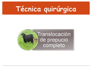 Técnica quirúrgica 