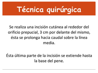 Técnica quirúrgica Se realiza una incisión cutánea al rededor del orificio prepucial, 3 cm por delante del mismo, ésta se prolonga hacia caudal sobre la línea media. Ésta última parte de la incisión se extiende hasta la base del pene. 