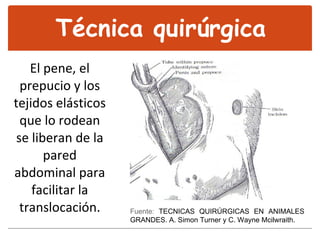 El pene, el prepucio y los tejidos elásticos que lo rodean se liberan de la pared abdominal para facilitar la translocación. Técnica quirúrgica Fuente:  TECNICAS QUIRÚRGICAS EN ANIMALES GRANDES. A. Simon Turner y C. Wayne Mcilwraith.   