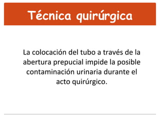 La colocación del tubo a través de la abertura prepucial impide la posible contaminación urinaria durante el acto quirúrgico. Técnica quirúrgica 