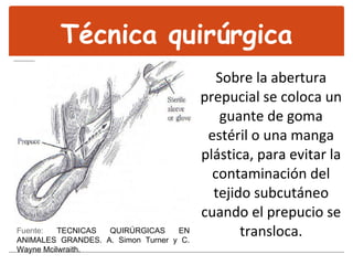 Sobre la abertura prepucial se coloca un guante de goma estéril o una manga plástica, para evitar la contaminación del tejido subcutáneo cuando el prepucio se transloca. Técnica quirúrgica Fuente:  TECNICAS QUIRÚRGICAS EN ANIMALES GRANDES. A. Simon Turner y C. Wayne Mcilwraith.   