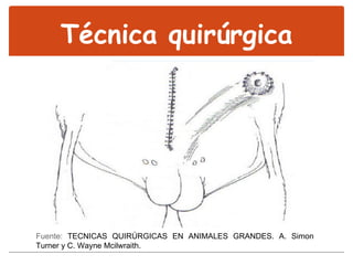 Técnica quirúrgica Fuente:  TECNICAS QUIRÚRGICAS EN ANIMALES GRANDES. A. Simon Turner y C. Wayne Mcilwraith.   