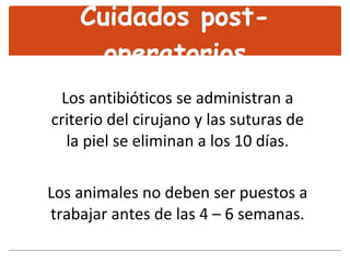 Cuidados post-operatorios Los antibióticos se administran a criterio del cirujano y las suturas de la piel se eliminan a los 10 días. Los animales no deben ser puestos a trabajar antes de las 4 – 6 semanas. 