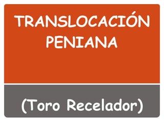 TRANSLOCACIÓN PENIANA   (Toro Recelador) 