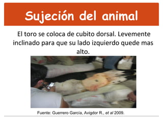 Sujeción del animal El toro se coloca de cubito dorsal. Levemente inclinado para que su lado izquierdo quede mas  alto.  Fuente: Guerrero García, Avigdor R.,  et al  2009. 