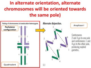 In alternate orientation, alternate
chromosomes will be oriented towards
the same pole)
Anaphase-I
Pachytene
configuration
Quadrivalent
 
