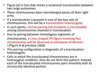 • Figure (a) in last slide shows a reciprocal translocation between
two large autosomes.
• These chromosomes have interchanged pieces of their right
arms.
• If a translocation is present in one of the two sets of
chromosomes, this will be a translocation heterozygote.
• In such plants, normal pairing into bivalents is not possible
among chromosomes involved in translocation.
• Due to pairing between homologous segments of
chromosomes, a cross shaped (+) figure involving four
chromosomes will be observed at pachytene of Meiosis-
I.(Figure b of previous slide).
• This pairing configuration is diagnostic of a translocation
heterozygote.
• Cells in which the translocated chromosomes are in
homozygous condition, they do not form this pattern. Instead,
each of the translocated chromosomes pairs smoothly with its
structurally identical partner.
 