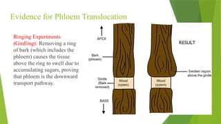 TRANSLOCATION.pptx BTech Biotechnology 1 | PPTX