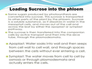 Loading Sucrose into the phloem
 