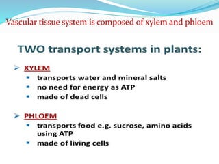 Vascular tissue system is composed of xylem and phloem
 