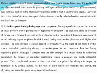 During vegetative growth phase, photoassimlates from young source leaves near top portion of
the plant are translocated towards growing stem apex. Older green active lvs. (Non-senescent)
near the basal portion of the plant supply photoassimlate to root & underground organs. Leaves in
the central part of stem may transport photoassimlates equally in both direction towards stem tip
and basal part of the stem.
b) Assimilate partitioning during reproductive phase: During reproductive phase the number
of sinks increases due to productions of reproductive structure. The additional sinks in the form
of flower buds, flowers, fruits, and seeds are formed on the main stem & branches. As compared
to sinks during vegetative phase the sink formed during reproductive phase are with higher sink
strength. The sink strength is closely related to productivity & the yield of the plant. For this
reason, assimilate partitioning during reproductive phase is more important than that during
vegetative phase. Although it appears that the sink strength is a major factor in assimilate
distribution the process of assimilate partitioning remain a complex and highly integrated
process. This complicated process is also controlled or regulated by changes in turgor by
hormones & by genetic factors. As the roles of these factors are relatively less known, the
physiology of assimilate partitioning is poorly understood
 