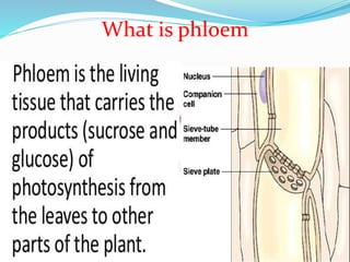 What is phloem
 