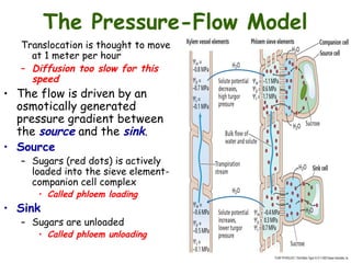 translocation in the phloem and its..ppt