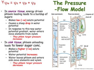 translocation in the phloem and its..ppt