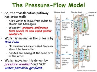 translocation in the phloem and its..ppt