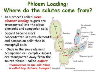 translocation in the phloem and its..ppt