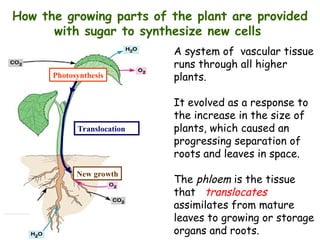 translocation in the phloem and its..ppt