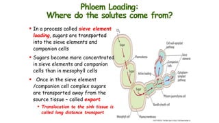Translocation of food in plants | PPTX