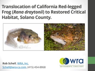 Translocation of California Red-legged
Frog (Rana draytonii) to Restored Critical
Habitat, Solano County.




Rob Schell, WRA, Inc.
Schell@wra-ca.com, (415) 454-8868
 